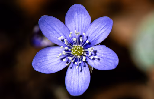 kleines, blaues Frühlingsblümchen