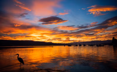 Morgenstimmung am Zürichsee mit  roten, leuchtenden Wolken und der Silhouette eines Fischreihers im Vordergrund
